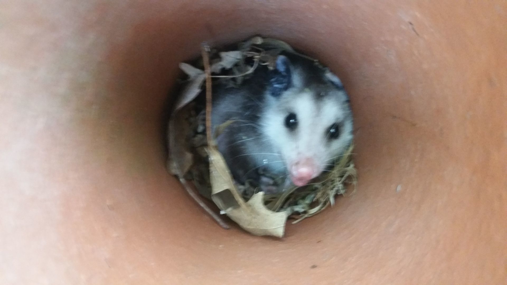Young possum hiding in a clay tile